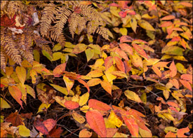 Yellow leaves near Bond Falls, Upper Michigan