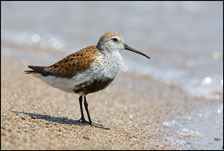 Dunlin