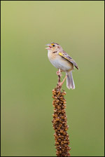 Grasshopper Sparrow