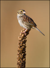 Henslow's Sparrow