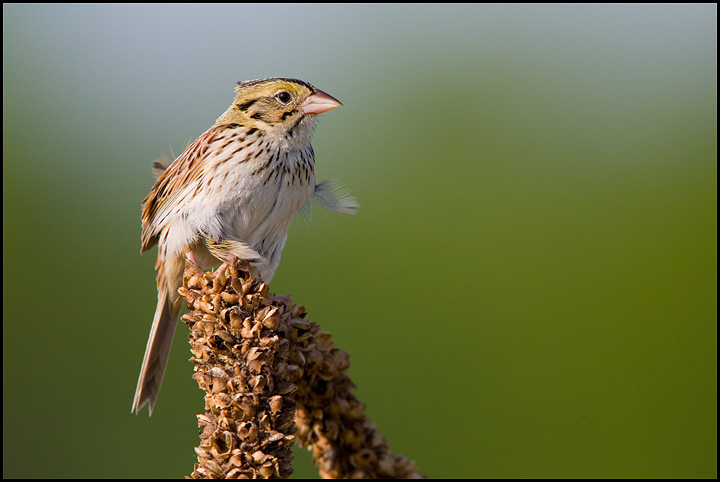 Henslow's Sparrow