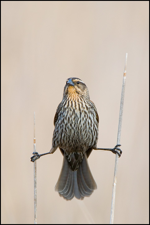 Female Red-winged Blackbird