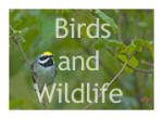 Birds and Wildlife Picture Gallery