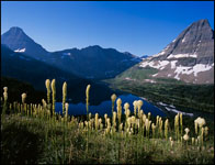 Hidden Lake, Bearhat and Reynolds Mtns, Glacier National Park, MT