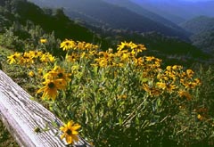 Black-eyed Susans