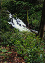 Waterfall along Little River Road, Great Smoky Mountains National Park