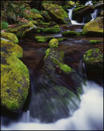 Rapids along the Roaring Fork, Great Smoky Mountains National Park, Tennessee