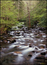 Little Pigeon River, Greenbrier, Great Smoky Mountains National Park, Tennessee