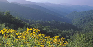 Black-eyed Susans