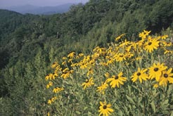 Black-eyed Susans