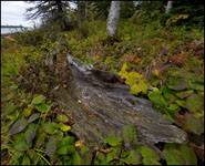 Weathered log along the Scoville Point Trail, Isle Royale National Park, Michigan, Lake Superior