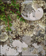 Lichen Covered Rocks, Isle Royale National Park