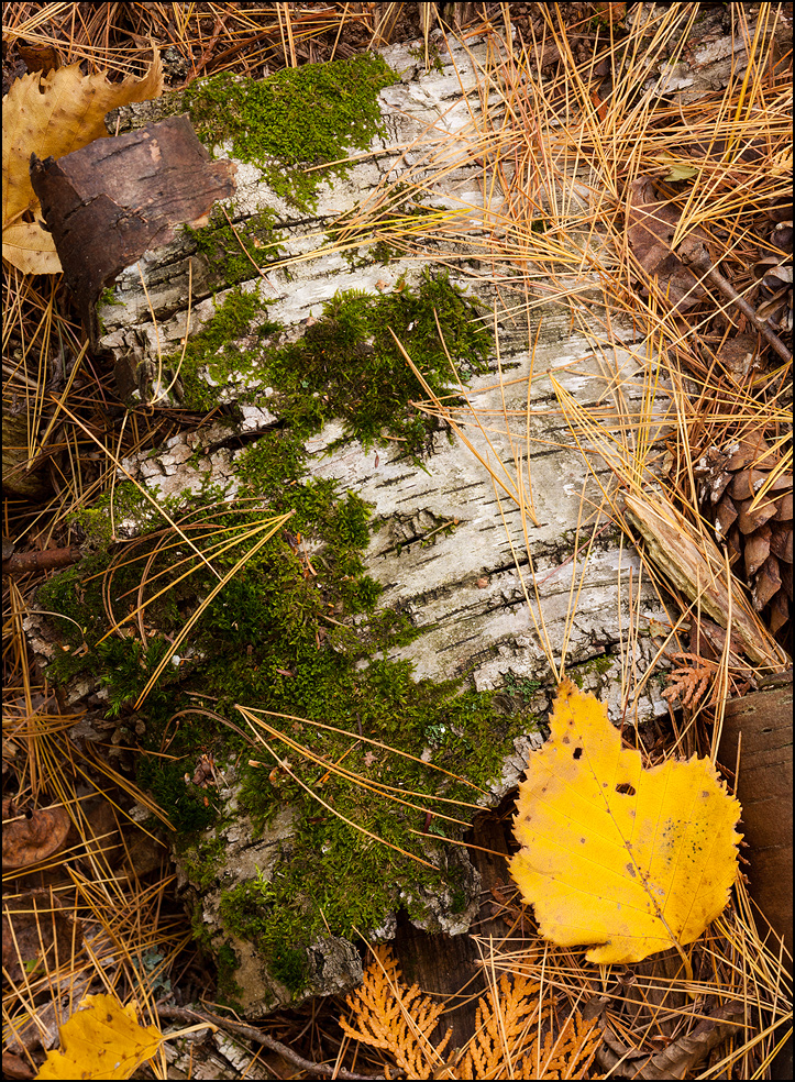 Birch Bark and pine needles near Bond Falls, Upper Michigan
