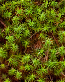 Greenery on the forest floor near Bond Falls, Upper Michiagn