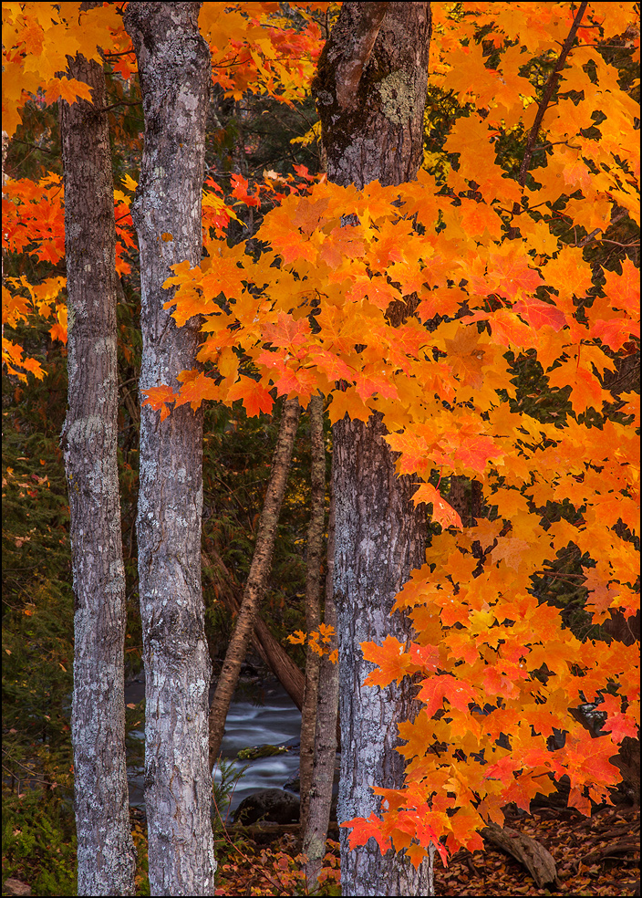 Orange maple tree near Bond Falls, Upper Michigan