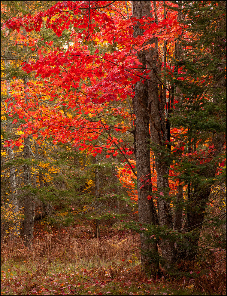 Red maple tree near Bond Falls, Upper Michiagn