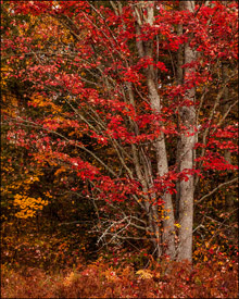 Red maple tree near Bond Falls, Upper Michigan