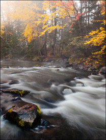 Yellow maples and rapids downstream from Bond Falls, Upper Michigan