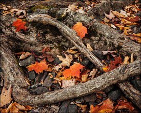 Twisted tree roots near Bond Falls, Upper Michigan