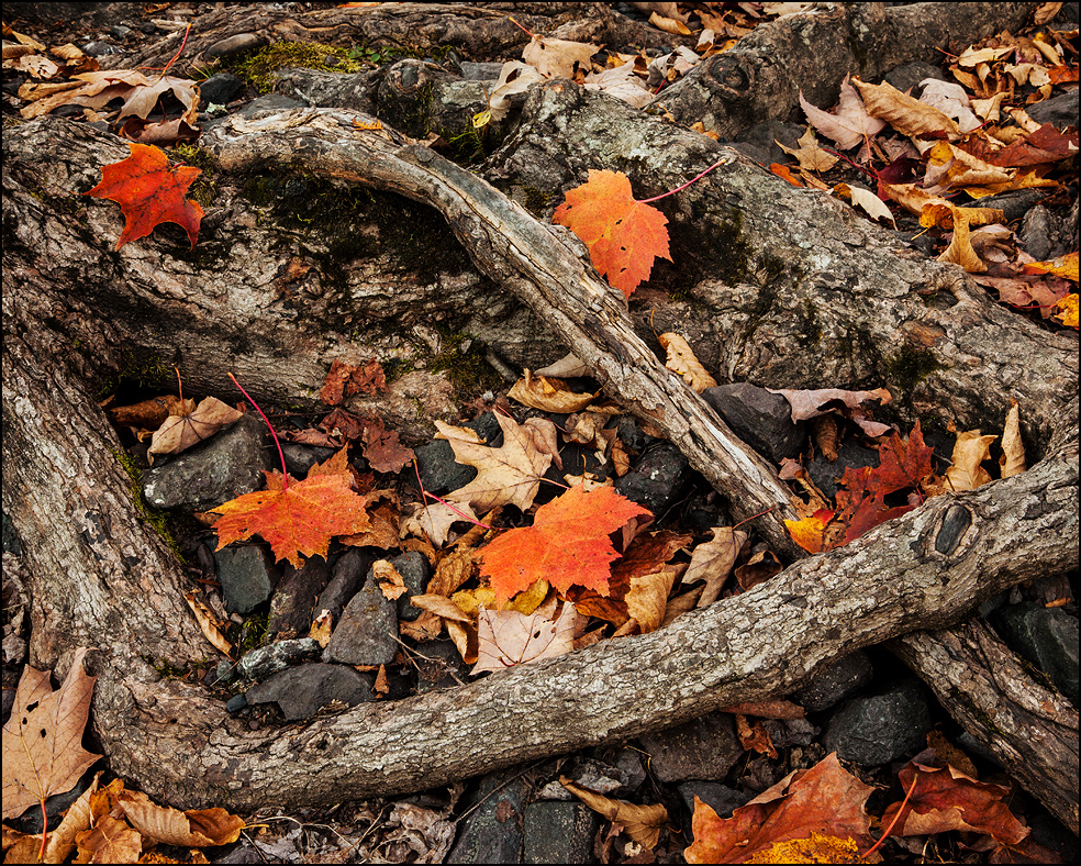 Twisted tree roots near Bond Falls, Upper Michigan