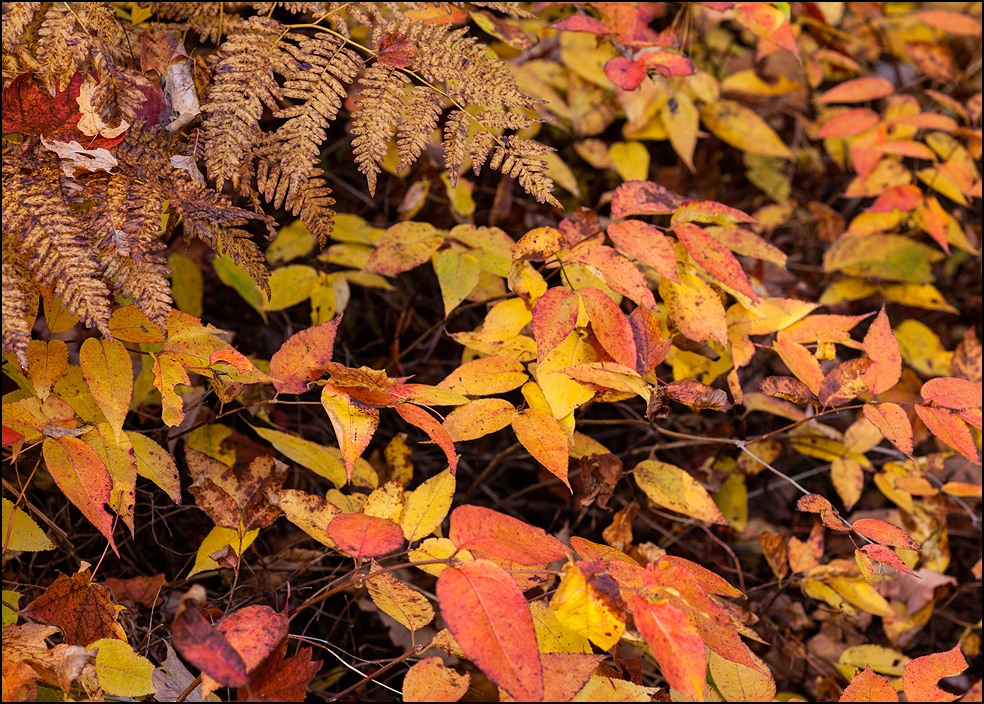 Yellow leaves and ferns near Bond Falls, Upper Michigan