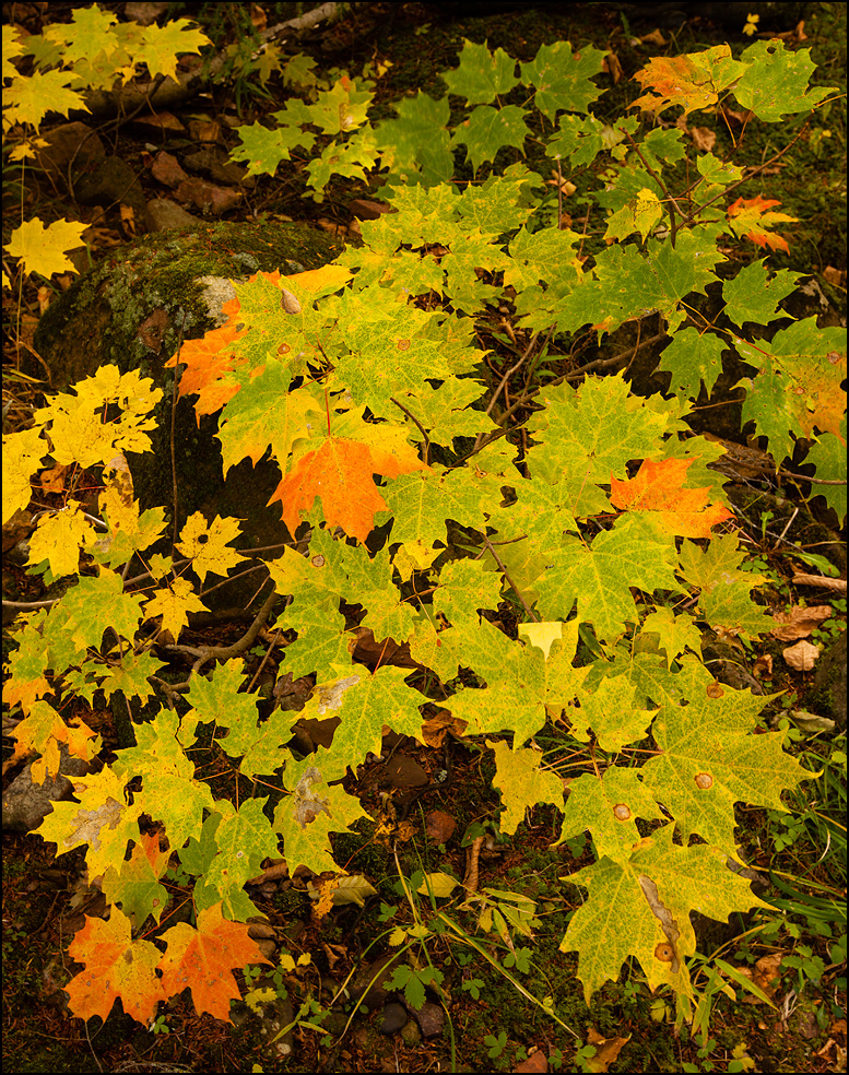 Yellow maple saplings near Bond Falls, Upper Michigan