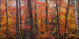 Maple trees near Bond Falls waterfall in Upper Michigan