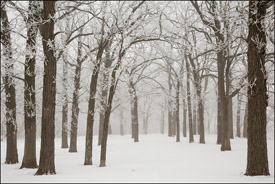 Hoar frost and fog in Winter, Oshkosh, Wisconsin