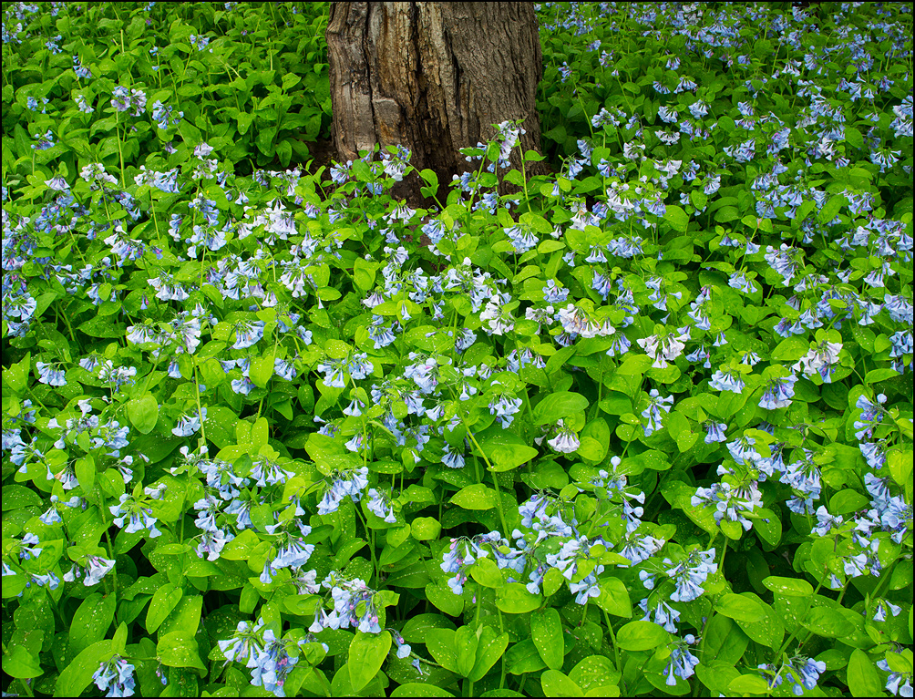 Blue Bells and an oak tree in Oshkosh, Wisconsin