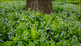 Blue Bells and an oak tree in Oshkosh, Wisconsin