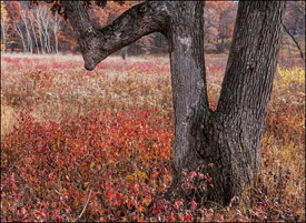 Crooked tree, John Muir County Park, central Wisconsin in Fall