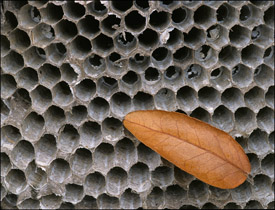 Wasps nest with leaf