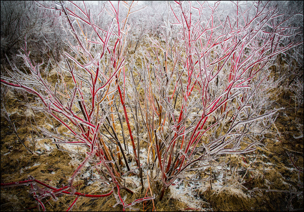 Red branches after an ice storm in Oshkosh, Wisconsin