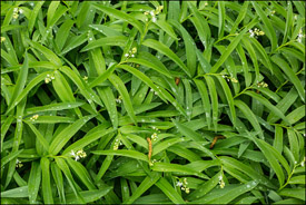 Lily-of-the-valley and rain drops, Oshkosh, Wisconsin