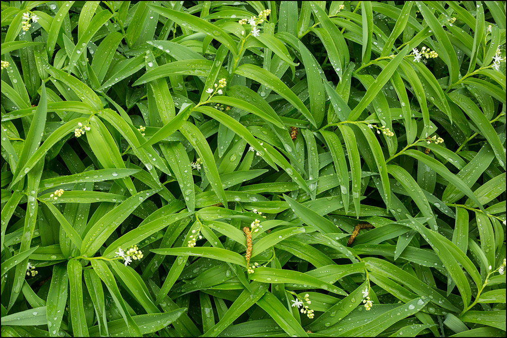 Lily-of-the-valley and rain drops, Oshkosh, Wisconsin