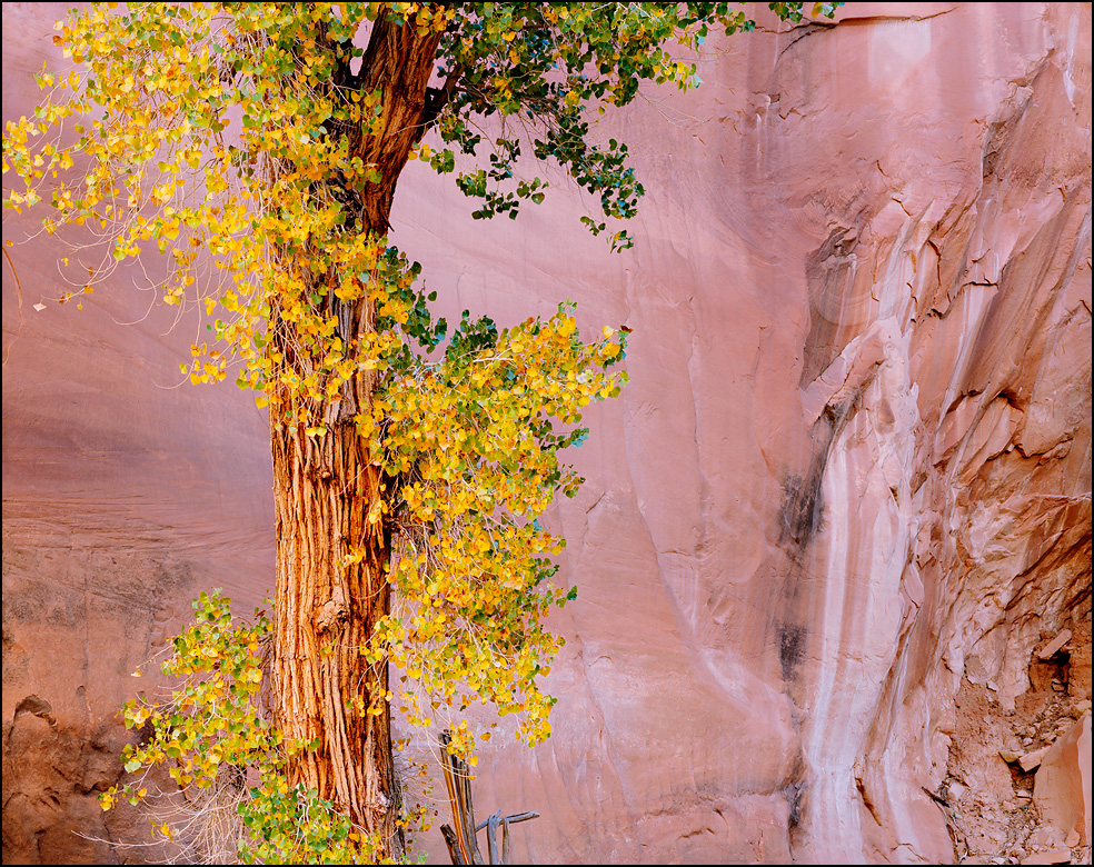 Cottonwood tree in Willow Gulch, Escalante, Utah