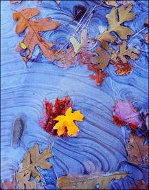 Leaves and ice, Zion National Park, Utah