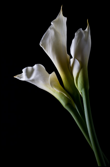 Three Calla Lilies