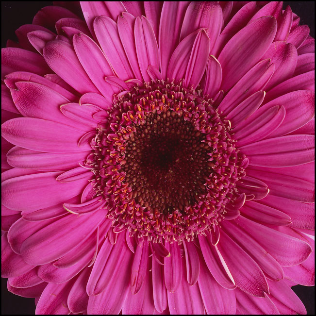 pink gerbera daisies