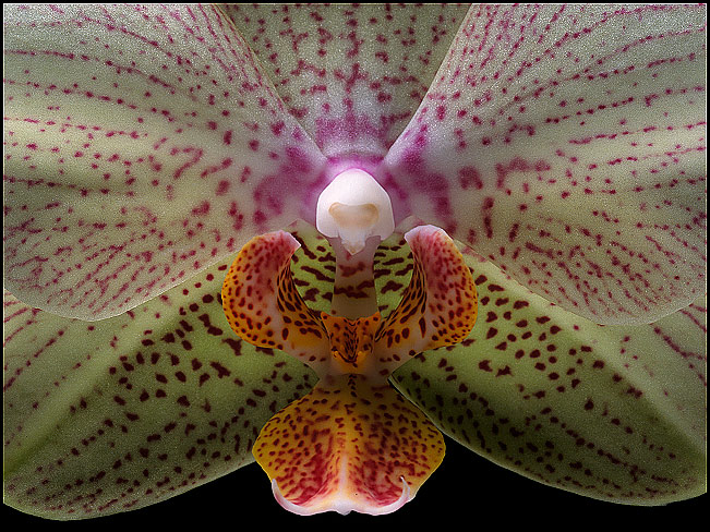 Phalenopsis Orchid