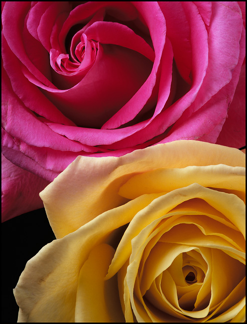 Pink and yellow roses. 22x28