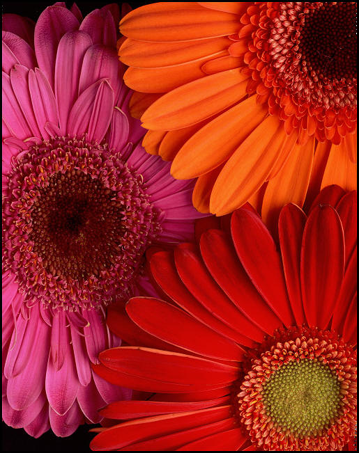 orange daisies