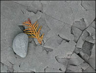 Stone and Leaf on Lake Superior, Upper Michigan