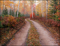 Fall color along forest road, Hiawatha National Forest, Upper Michigan