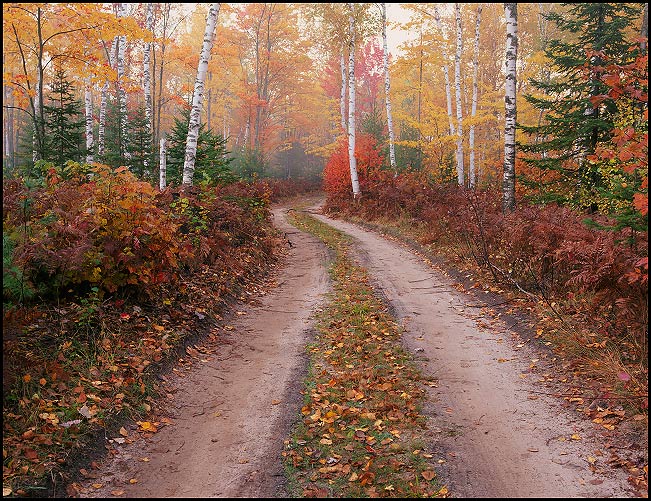 Hiawatha National Forest road passing through Paper birch trees and maples in Fall, near Half Moon Lake south of Munising, Michigan