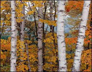 White Birches, Hiawatha National Forest, Upper Michigan