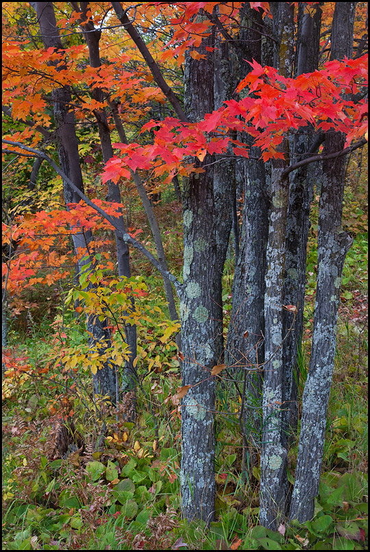 Maple Tree with Fall Color near Bonanza Falls, Upper Michigan, Picture