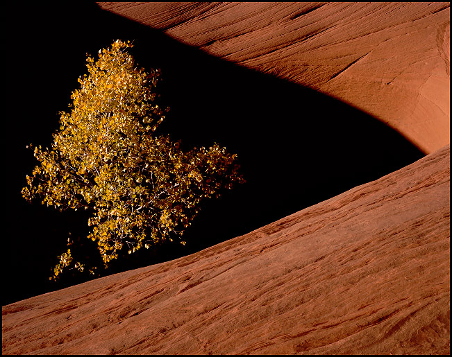 Cottonwood tree in a keeper hole, Grand Staircase Escalante National Monument, Utah