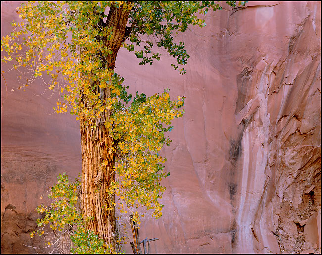 Cottonwood Tree in Willow Gulch in Fall, Glen Canyon National Recreation Area, Utah