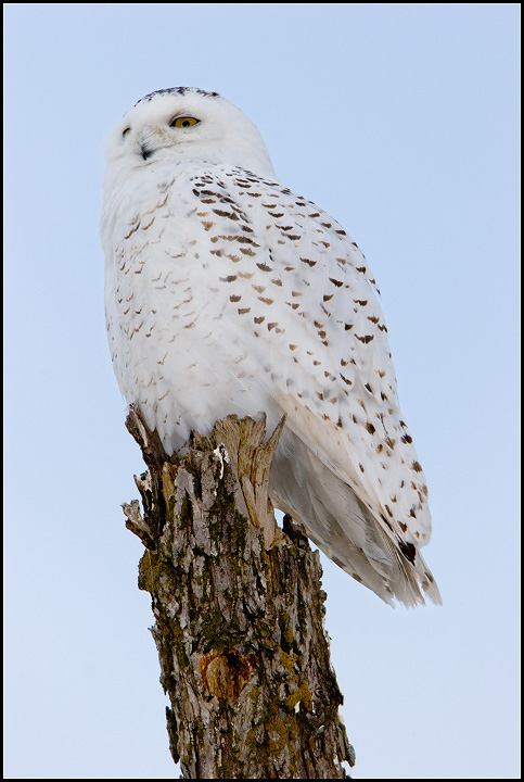 IMAGE: http://www.kgcphoto.com/Web_Posting%AD%AD_Stuff/Snowy%20Owl_3982.jpg